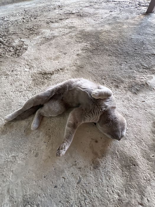 Кошка малчик британский скотиш фолд 100$