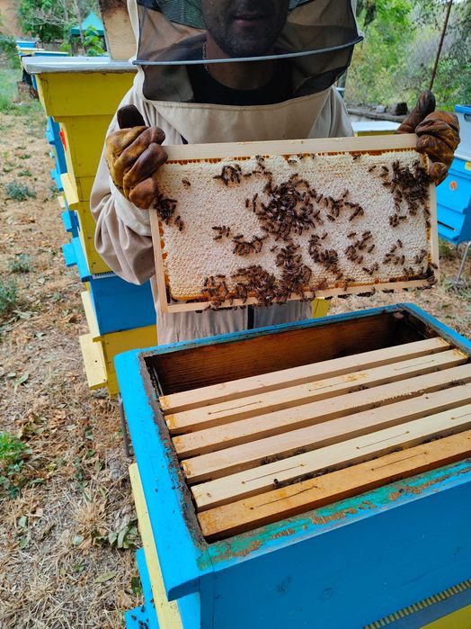 Пчелна рамка с мед / ПРОМО цена за цялото количество