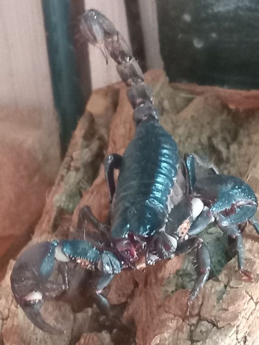 Чорный лесной скарпион.