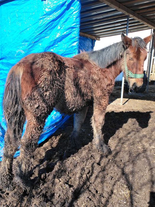 Caii de vânzare  mânzi de 7 luni