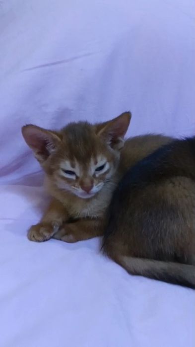 Абиссинские котята Европейский тип