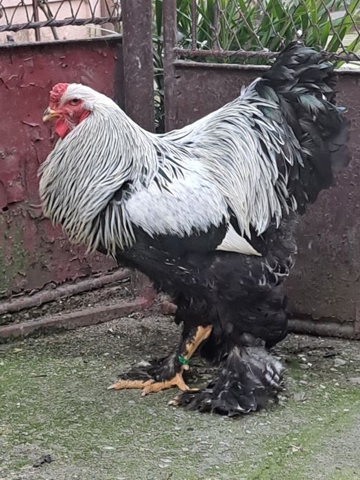 Cocoși brahma herminat inchis