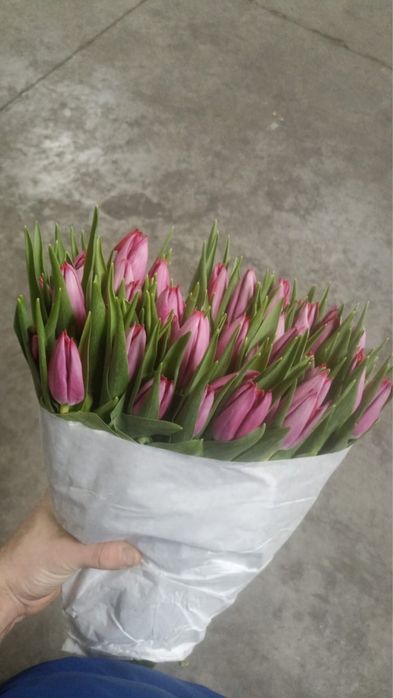 Тюльпаны опт и розницу