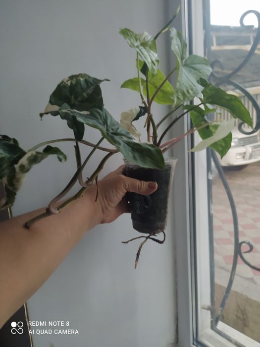 Комнатные  цветы