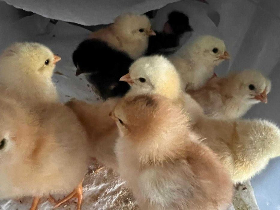 Pui de găini de casă de o zi, Ouă de găină de vânzare