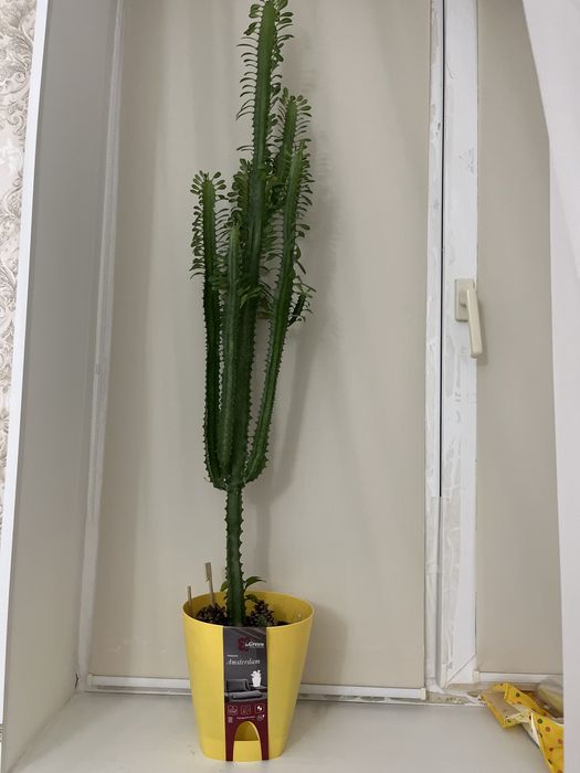 Молочай взрослый