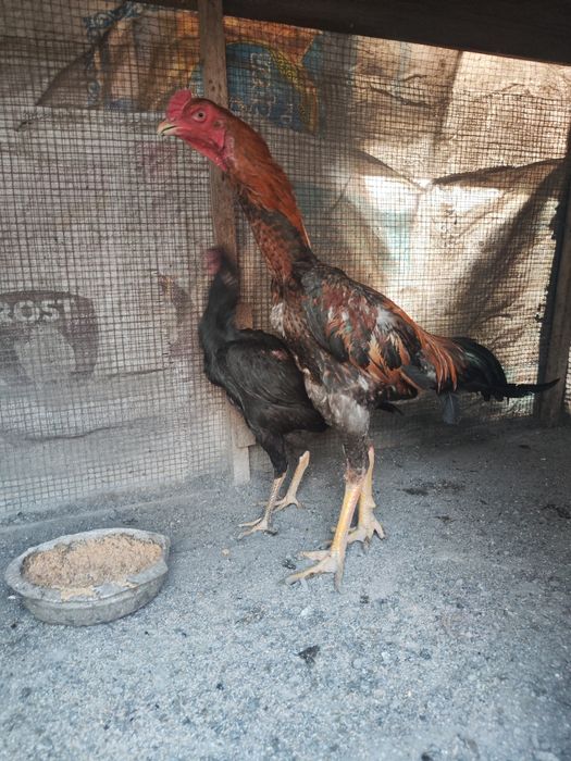 О Шамо пара бойцовый