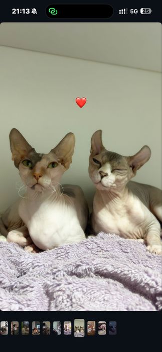 Котенок  родители сфинкс