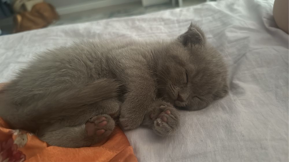 Котенок 3 месяца