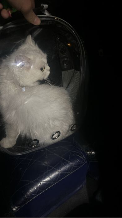 Кошки                                Т.
