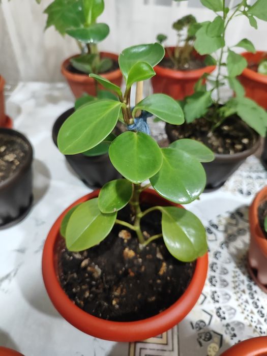 Продам Комнатные цветы