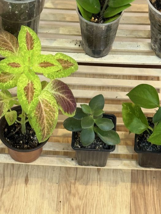 Набор из 6 цветов