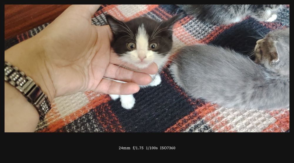Милые котята, умные, красивые.