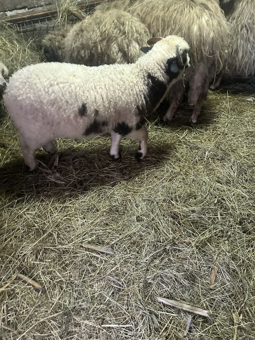 Miei                 berbecuti