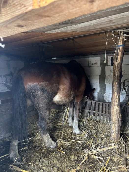 Vand mânz metis talie medie -mare