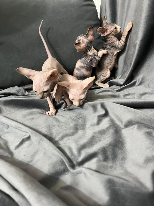 Канадские сфинксы