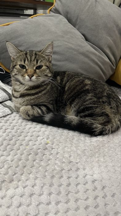 Кошечка бесплатно