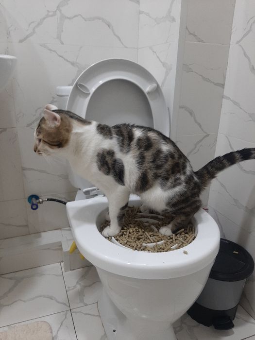 Vyazka un. Bizga kelin kerak. Нам нужен невеста. 300.000 sum