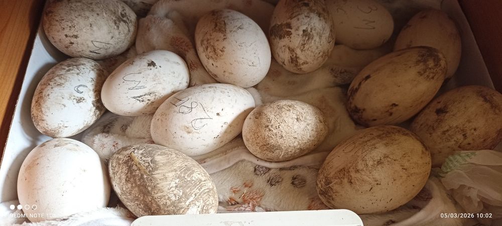 Oua de gaini de rasa, rate ciocolatii, negru sălbatic și ouă de gâscă