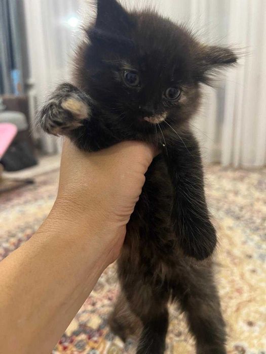 обменяю котенка за плитку шоколада