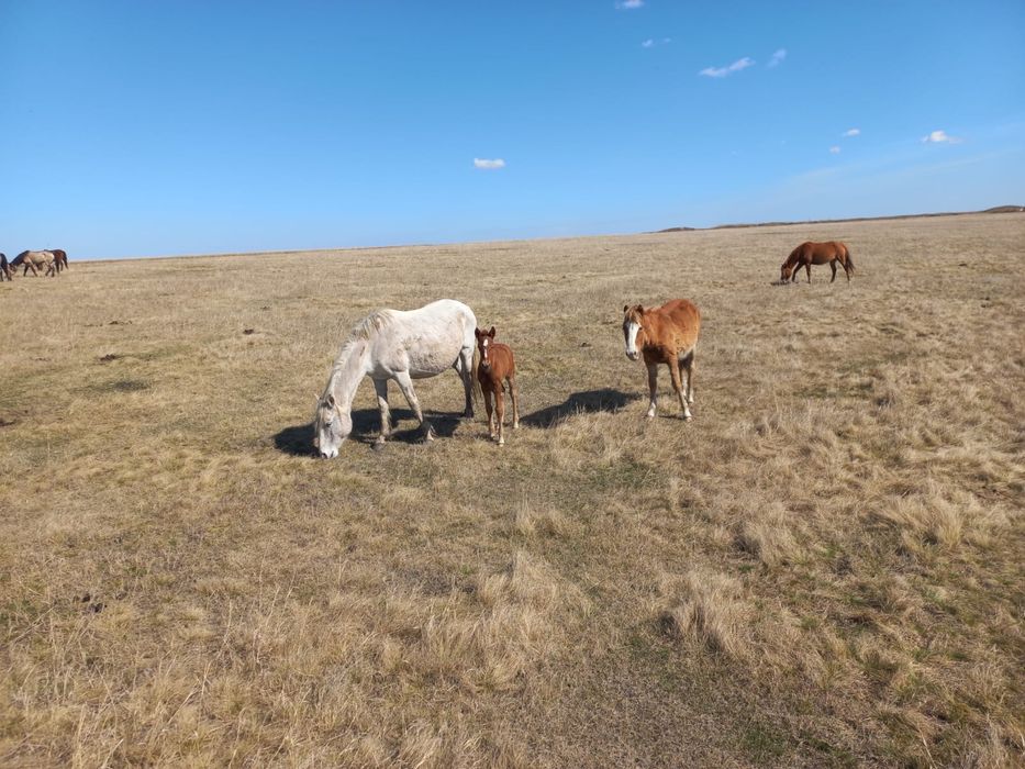 Продам лошадей на племя