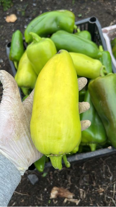 Продам перец домашний сочный зеленый
