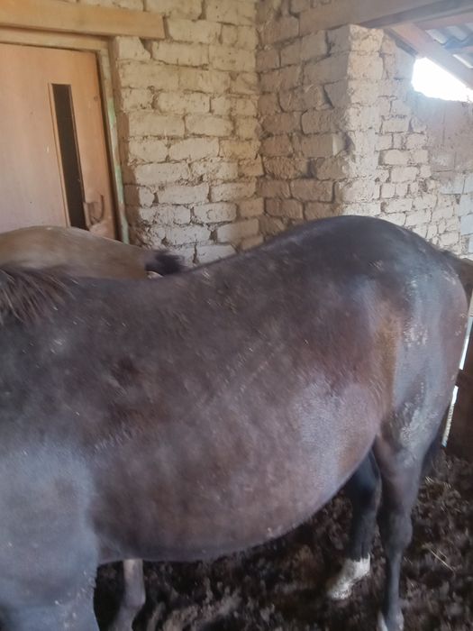 1.5жасар жылкылар сатамын