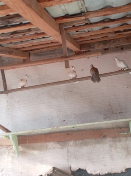 Vând turturele cantatoare