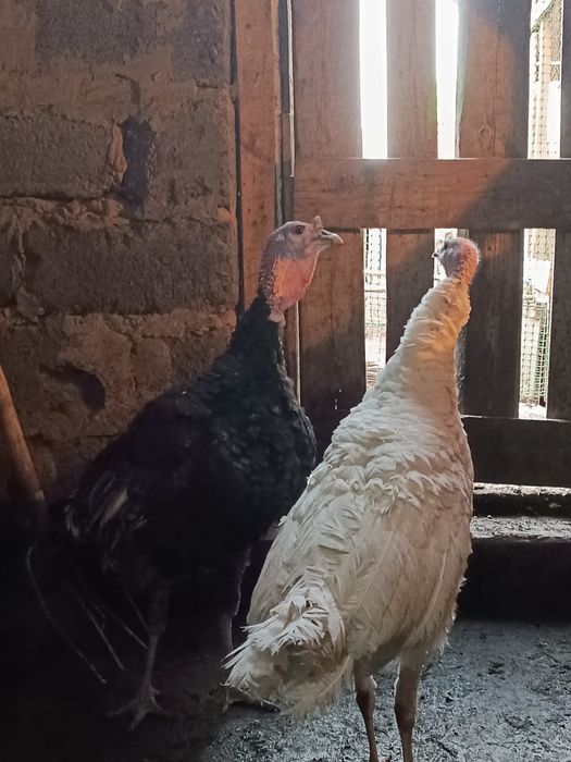 Продам индюков..