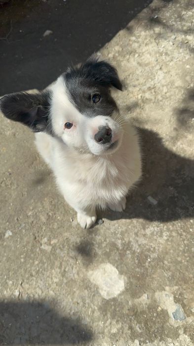 В добрые руки щенок