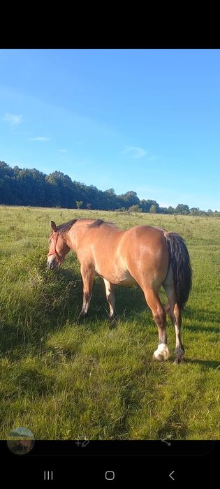 Iapa de vânzare, gestantă în 9 luni