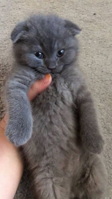 Scottish fold Scottish straight
