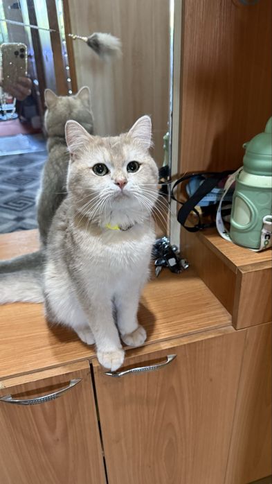 Скотиш Фолд Шиншиллы на вязку