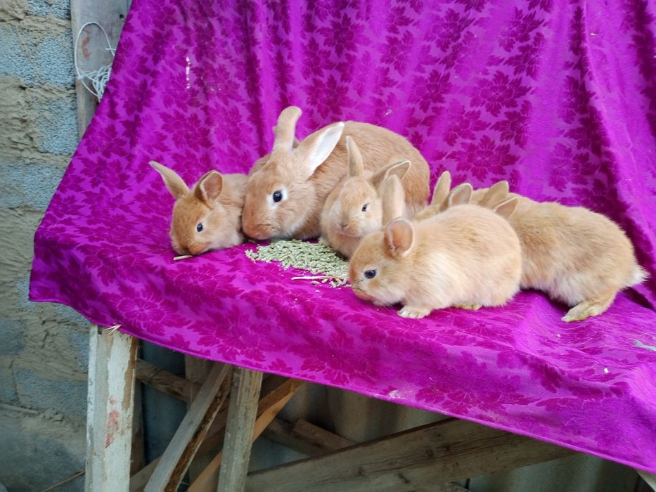 Quyon bolalar sotiladi burgund