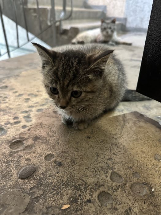 Отдам Котенка бесплатно
