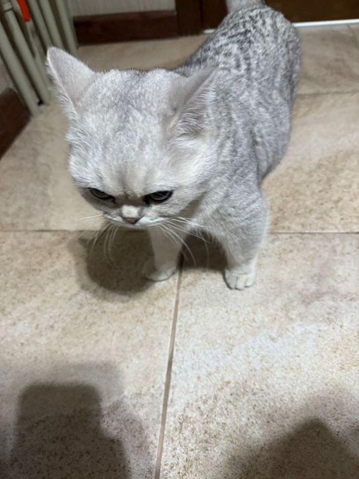 Продается шиншила