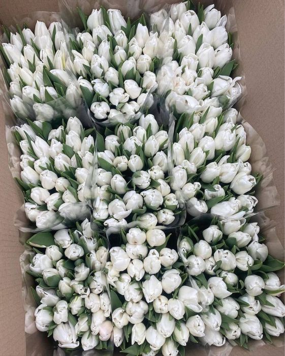 Тюльпаны, оптом и в розницу