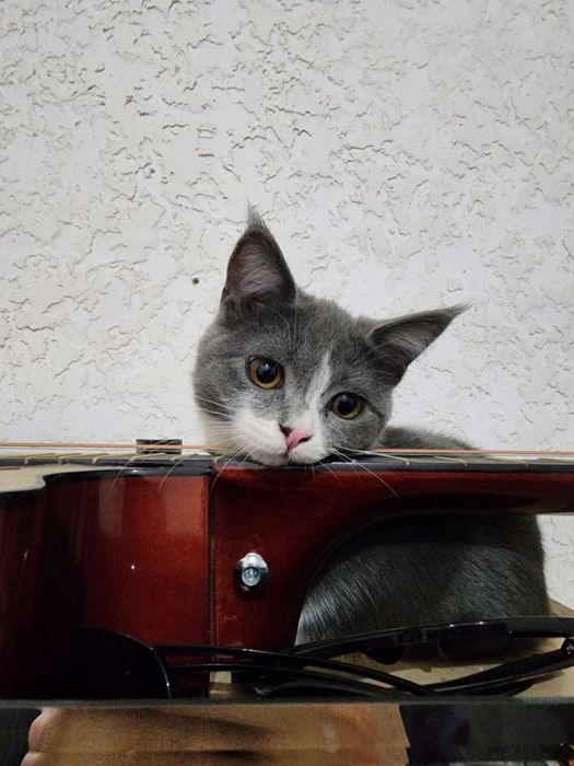 2 ta mushuk sotiladi zoti persidski