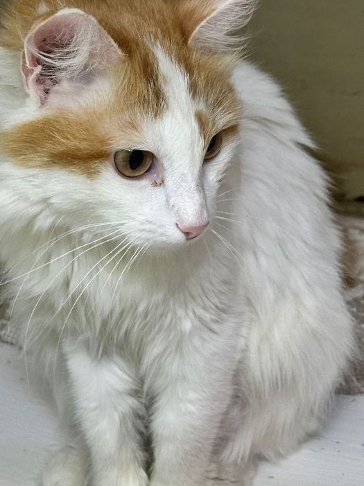 Котик  Рыжий Хвостик