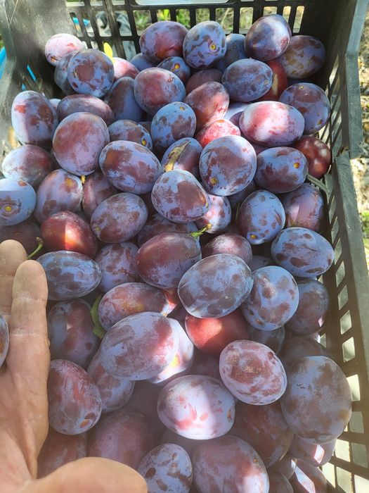 Vand din livada proprie,prune mari gustoase,pentru consum,compot magiun