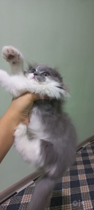 Mushukcha 2 oylik qiz