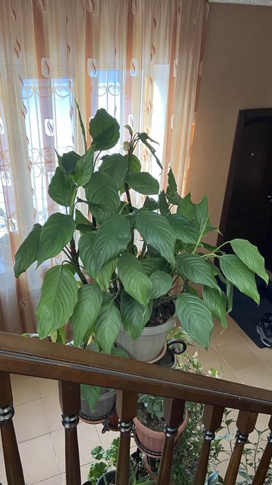 Продам цветок Женское счастье