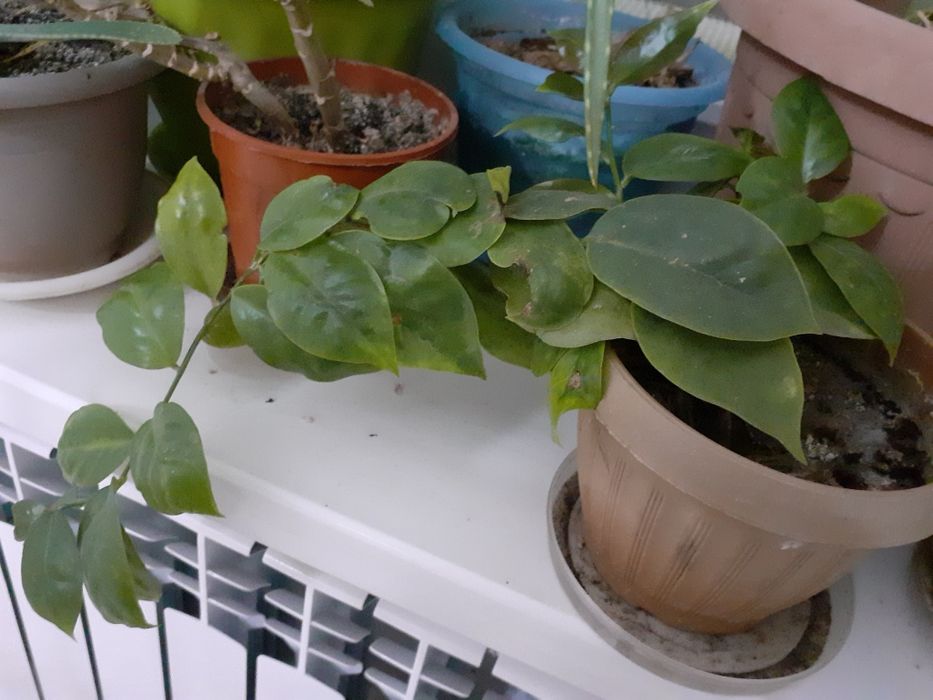 Домашние цветы 500 тенге