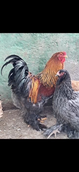 Oua gaini rasa brahma + gaini alte rase.