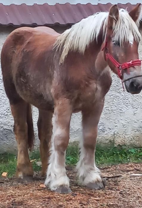 Mânză 1 an 6 luni de vânzare