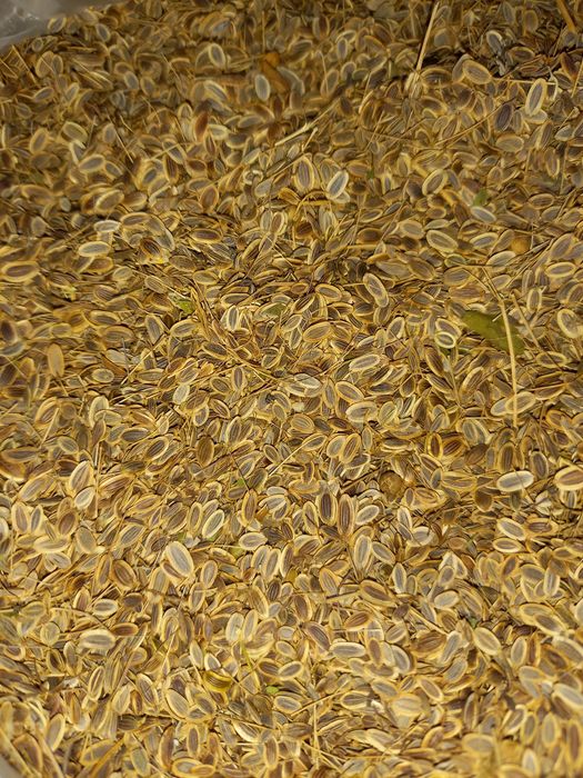 Семена укропа, свежие