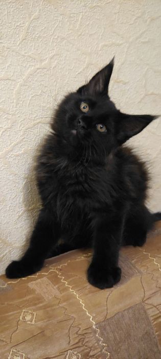 Мей-кун котята продам