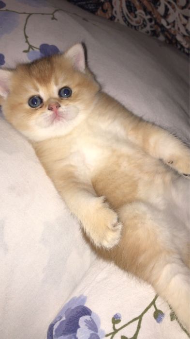 Золотинки плюшки ласковые