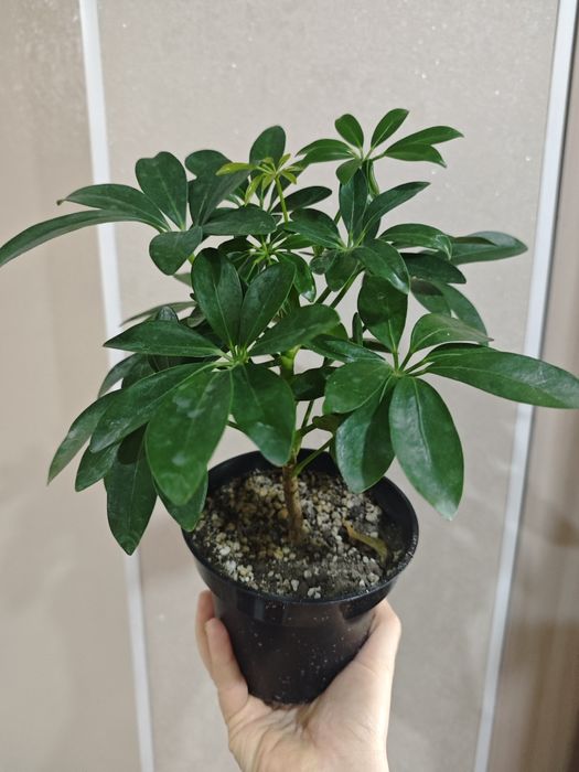 Продам.   Шефлеру