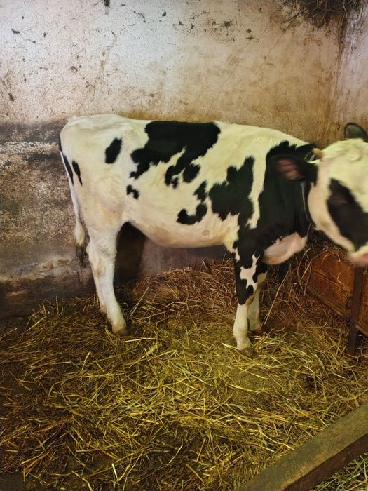 Junica de prăsilă.